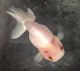 Ranchu goldfish Fishes for sale in Farmington, MI 48335, USA. price: $75