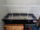 Rat Rodents for sale in Tooele, UT 84074, USA. price: NA