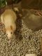 Rat Rodents for sale in Jenison, Georgetown Twp, MI 49428, USA. price: NA