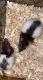 Rat Rodents for sale in 3621 Yeaman Rd, Caneyville, KY 42721, USA. price: NA