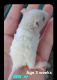 Rat Rodents for sale in Lucas County, OH, USA. price: NA