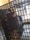 Rat Rodents for sale in 33250 Ryan Dr, Leesburg, FL 34788, USA. price: NA