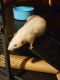 Rat Rodents for sale in Howell, MI, USA. price: NA