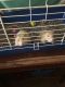 Rat Rodents for sale in Portsmouth, VA, USA. price: NA