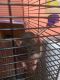 Rat Rodents for sale in Glens Falls, NY 12804, USA. price: NA