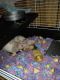 Rat Rodents for sale in Highland Charter Twp, MI, USA. price: NA