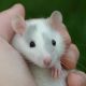 Rat Rodents for sale in Peoria, IL, USA. price: NA