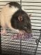 Rat Rodents for sale in Glenwood Springs, CO 81601, USA. price: NA