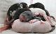Rat Rodents for sale in Indian River County, FL, USA. price: $20