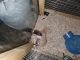 Rat Rodents for sale in Moline, IL, USA. price: $500