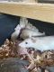 Rat Rodents
