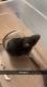 Rat Rodents for sale in Mankato, MN, USA. price: $10