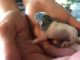 Rat Rodents for sale in Somerset, OH 43783, USA. price: NA