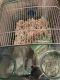 Rat Rodents for sale in Lee's Summit, MO, USA. price: NA