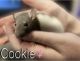 Rat Rodents for sale in Palmetto, FL, USA. price: NA