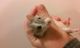 Rat Rodents for sale in Ann Arbor, MI, USA. price: NA