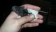 Rat Rodents for sale in Tawas City, MI 48763, USA. price: NA