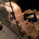 Rat Rodents for sale in Poughkeepsie, NY, USA. price: NA