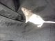 Rat Rodents for sale in Benson, AZ, USA. price: NA