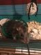 Rat Rodents for sale in Frankfort, IN 46041, USA. price: NA