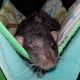 Rat Rodents for sale in Argos, IN 46501, USA. price: NA