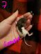 Rat Rodents