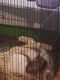 Rat Rodents for sale in Paw Paw, MI 49079, USA. price: NA