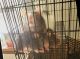 Rat Rodents for sale in Medical Springs, OR 97814, USA. price: $20
