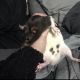 Rat Rodents for sale in Plano, TX, USA. price: NA