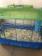 Rat Rodents for sale in Pacoima, Los Angeles, CA, USA. price: $40