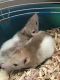 Rat Rodents for sale in Fort Hood, TX, USA. price: NA