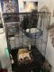 Rat Rodents for sale in Woodstock, IL 60098, USA. price: $150