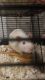 Rat Rodents for sale in Chillicothe, IL 61523, USA. price: $10