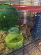 Rat Rodents for sale in Wichita Falls, TX, USA. price: NA