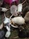 Rat Rodents for sale in Winston-Salem, NC, USA. price: NA