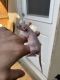 Rat Rodents for sale in HUNTINGTN BCH, CA 92646, USA. price: NA
