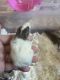 Rat Rodents for sale in Salina, KS, USA. price: NA