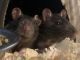 Rat Rodents for sale in 1803 Lyndover Rd, Richmond, VA 23222, USA. price: NA