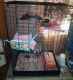 Rat Rodents for sale in Kansas City, KS 66104, USA. price: NA