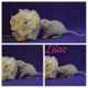 Rat Rodents for sale in Spartanburg County, SC, USA. price: NA