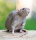 Rat Rodents for sale in Carteret, NJ, USA. price: NA