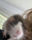 Rat Rodents for sale in Malvern, PA 19355, USA. price: NA