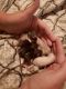 Rat Rodents for sale in Fort Mitchell, AL 36856, USA. price: NA