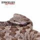 Rat Snake Reptiles for sale in NJ-17, Paramus, NJ 07652, USA. price: NA