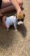 Rat Terrier Puppies for sale in Fort Recovery, OH 45846, USA. price: NA