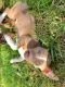 Rat Terrier Puppies for sale in Brooksville, FL 34601, USA. price: $600