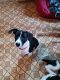 Rat Terrier Puppies for sale in Appleton, WI 54914, USA. price: $400