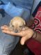 Rat Terrier Puppies for sale in 711 E Nelson Ave, North Las Vegas, NV 89030, USA. price: $150
