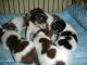 Rat Terrier Puppies for sale in Sebastopol, CA 95472, USA. price: $800