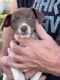 Rat Terrier Puppies for sale in Fremont, NE 68025, USA. price: $300